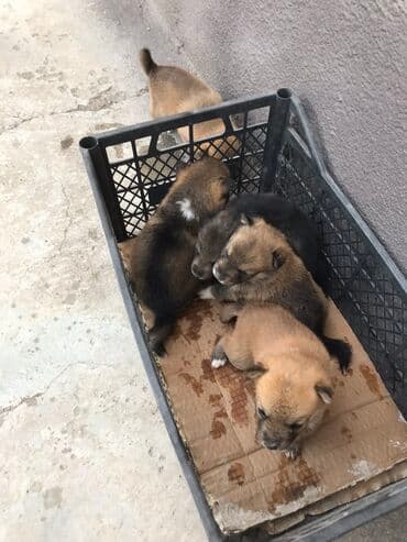 цена собаки хаски: Отдам щенков в хорошие руки западно-сибирская лайка (мать) Щенки — 2