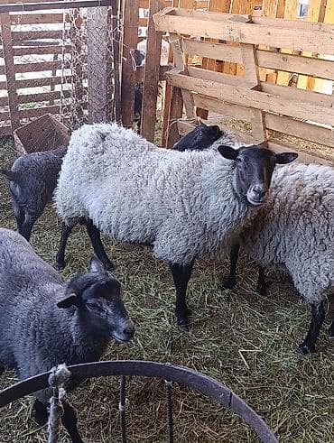 улики для пчел: Продаю | Овца (самка) | Романовская | Для разведения | Матка — 4