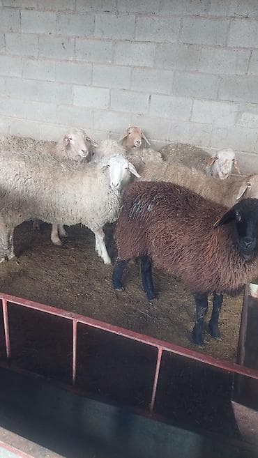 кролики калифорния: Продаю | Овца (самка) | Полукровка | На забой | Матка — 2