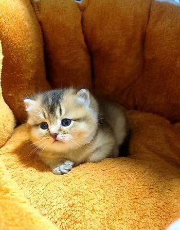 котенок скотиш: Готов к раннему бронированию Шотландский котёнок, окрас золотой — 3