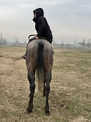 Лошади, кони: Продаю | Жеребенок | Полукровка | Конный спорт | Племенные — 6