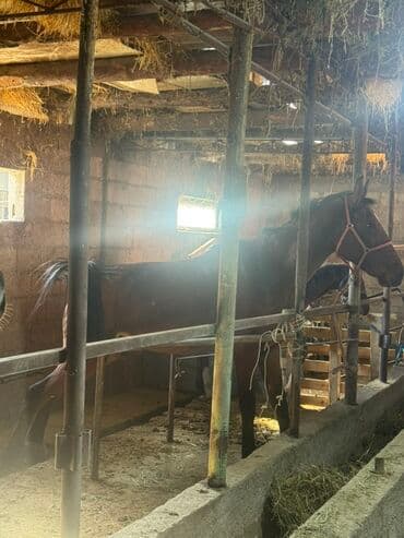 сиба ину цена: Продаю | Кобыла (самка) | Рабочий — 1