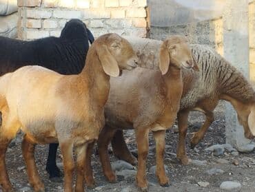 возьму собаку в добрые руки: Продаю | Овца (самка) | Арашан | Для разведения | Племенные — 5