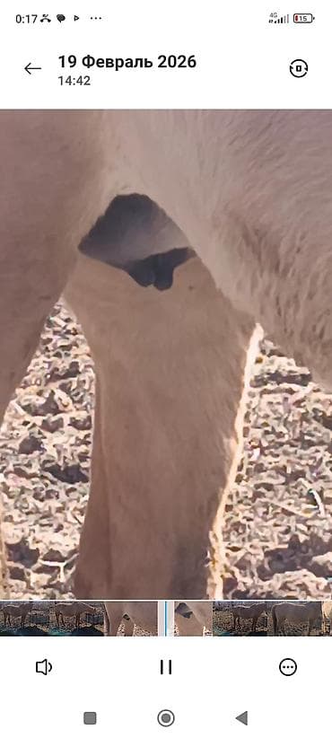 продаю баран сокулук: Сатам | Жылкы (эркек) | Аргын | Жумушка | Мерин — 2