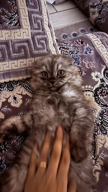 котенка ош: Скотиш Фолд (Шотландская вислоухая), 3 месяца, Мальчик, Серый, Приучена к лотку — 4