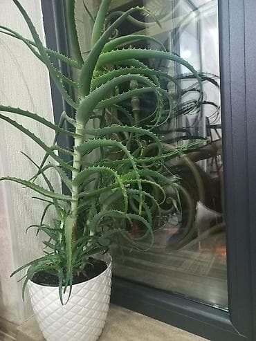 i pen: Алоэ (суккулент) в декоративном горшке - Крупное комнатное растение с — 1