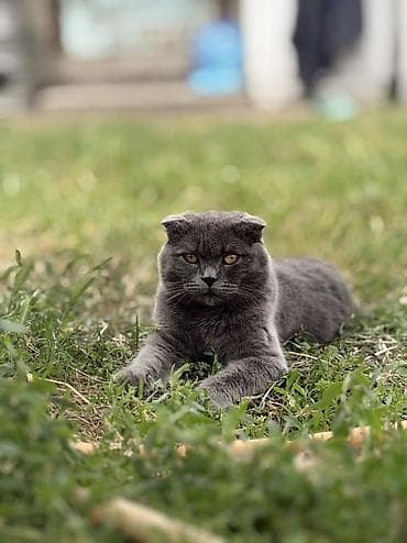 chow chow: Шотландская вислоухая кошка (Scottish Fold), окрас: сплошной голубой — 1
