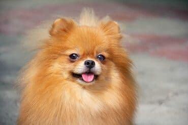 Ит бекер берем: Шпиц, 3 жаш, Ургаачы, Эмделген — 4