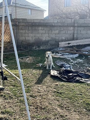 купить кавказскую овчарку: Алабай, 5 месяцев, Самец — 3