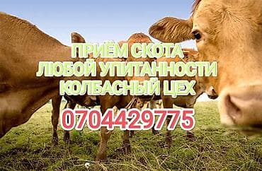Колбасный цех : Коровы, быки, Лошади, кони, | Любое состояние, Забитый, Круглосуточно