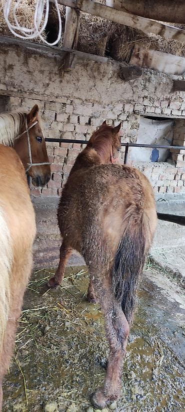 Үй жаныбарлары: Сатам | Тай | Көбөйтүү үчүн — 2