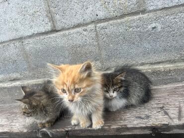 корм для кошек и котят: Мышык бекер берилет: Породасыз, 2 айлык, Ургаачы, Лотокко барууга үйрөтүлгөн — 8