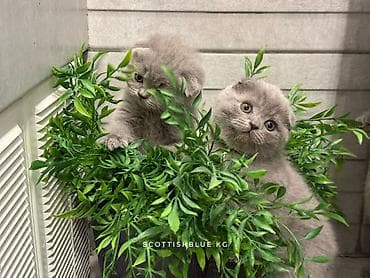 донской сфинкс: Шотландские вислоухие котята! Продажа! Очаровательные мальчики и — 1