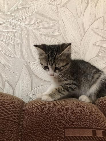 Отдам даром кошку: Котята, домашние любимцы Описание:отдаю даром - На выбор несколько — 3