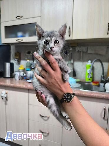 Кошки: Беспородная, 2 месяца, Мальчик, Приучена к лотку — 5