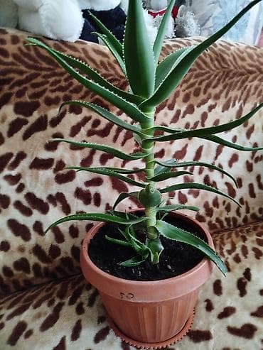 алоэ цветок: Алоэ Вера. Растение с мясистыми зелёными листьями, по краям мелкие — 2