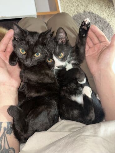 купить вислоухого котёнка: Мальчик и девочка 2-3 месяца 🙌🏻 Отдадим в хорошие руки 🩷 К лотку — 4
