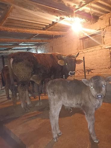 бычки тёлки: Продаю | Музоо, торпок | На откорм — 3