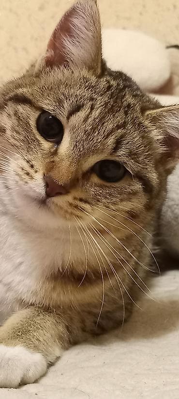 даром кошка: 1 год, Девочка — 2