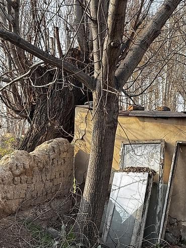 бур садовой: Грецкий орех (плодовое дерево, взрослое) - Порода: грецкий орех - — 5