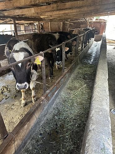 чау чау цена бишкек: Продаю | Бык (самец) — 4