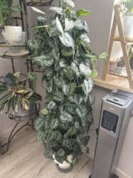 новый аквариум: Продаю сцендапсус из личной коллекции. Взрослое растение . Очень — 3