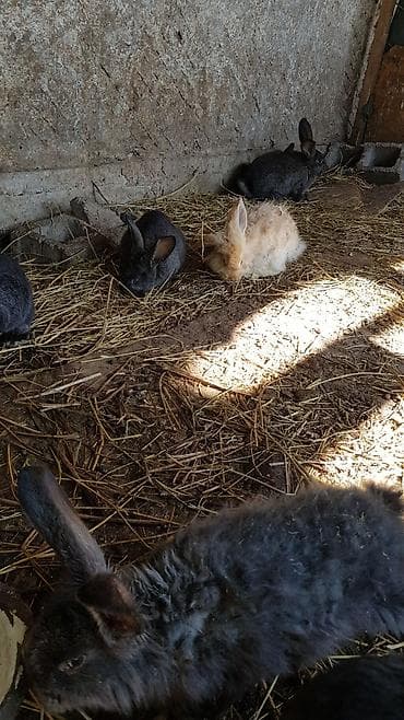 голубь цена: Продаю | Крольчата | Для разведения — 5