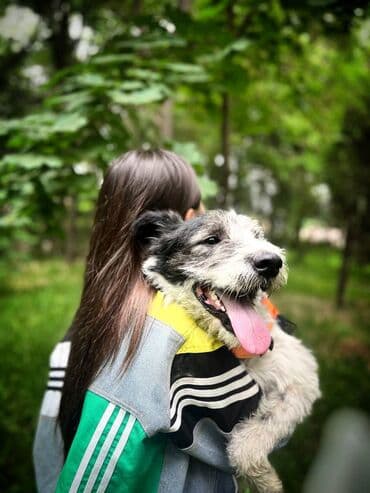 вет аптека: | Индивидуальная дрессировка собак | Хотите, чтобы ваша собака была — 5