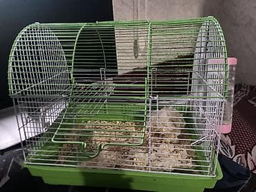 кошки балыкчы: Продаю клетку для хомяков Есть все принодлежности, состояние хорошое — 2