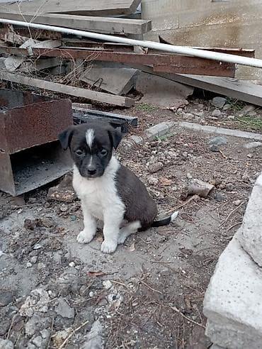 Зоотовары: Щенки низкорослой дворняжки, возраст 2 месяца, бесплатно . пишите на — 3