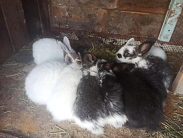 собачий рынок: Продаю | Крольчата | Для разведения | Племенные — 1