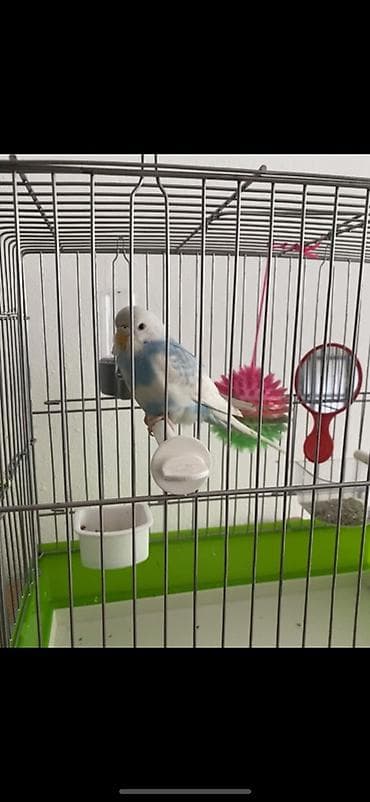 scottish fold: Клетка для волнистого попугая с аксессуарами - Просторная — 2