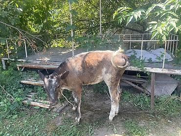 Продаю | Бык (самец), Тёлка | На откорм | Привязанные at lalafo.kg Продаю | Бык (самец), Тёлка | На откорм | Привязанные