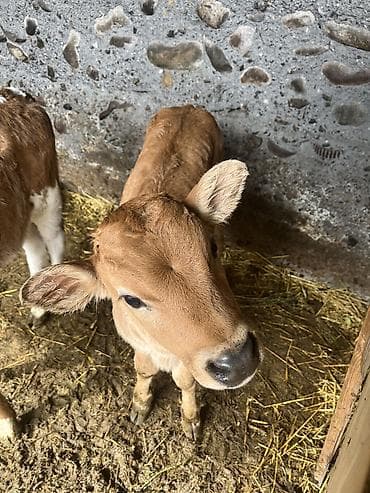 индоутка цыплята: Продаю | Музоо, торпок | Голштин, Айрширская | Для разведения — 6