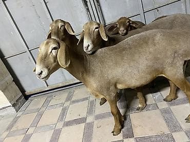 Продам с/х животных: Продаю | Овца (самка) | Гиссарская, Арашан — 9