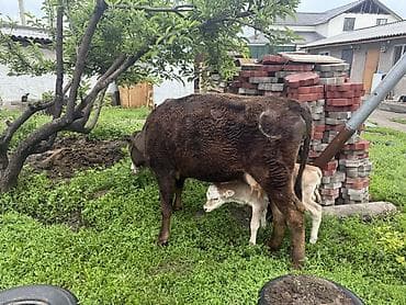 ветеринар вызов дом в бишкеке: Продаю | Корова (самка) | Полукровка | Для молока | После отела — 1