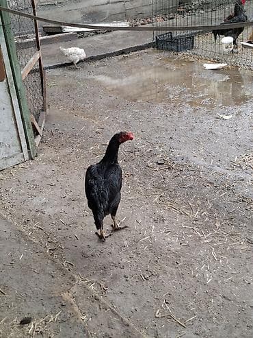 белый петух: Продаю | Петух | Бойцовая | Для разведения — 1