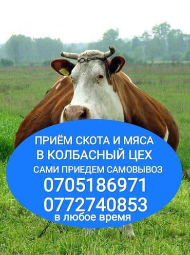 дойних коров: Куплю | Коровы, быки, Лошади, кони, Другие с/х животные | Круглосуточно, Любое состояние, Забитый — 1