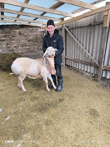 чоп тюк: Продаю | Баран (самец) | Арашан | Для разведения | Племенные — 1