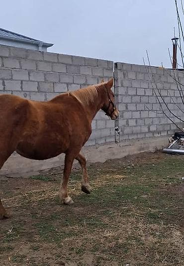 кой баш: Продаю | Кобыла (самка) | Дончак | Для разведения | Племенные — 3