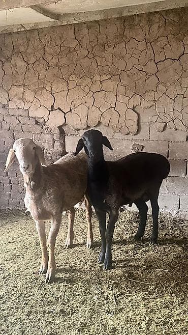 порода комару: Продаю | Овца (самка) | Для разведения | Племенные — 9