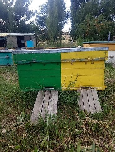 Үй жана бакча: Жыгач Ящик — 2