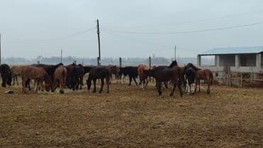 дом для животных: Продаю | Жеребец, Жеребенок — 7