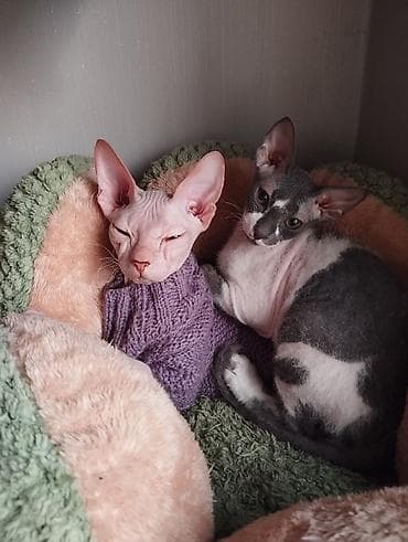 гималайская кошка: Сфинкс, 6 месяцев, Мальчик — 1
