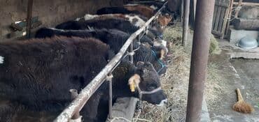 продаю связи с переездом: Продаю | Бык (самец) — 1