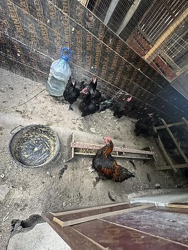 ph down: Продаю | Петух | Домашняя | Для разведения, На забой — 2