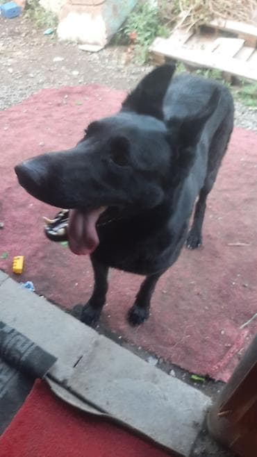 немецкая овчарка черная цена: Собака даром: Немецкая овчарка, 2 года, Самка — 1