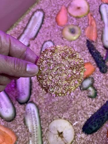 авган кой: Живой корм — мучной червь Описание: - Крупный активный червь — 5