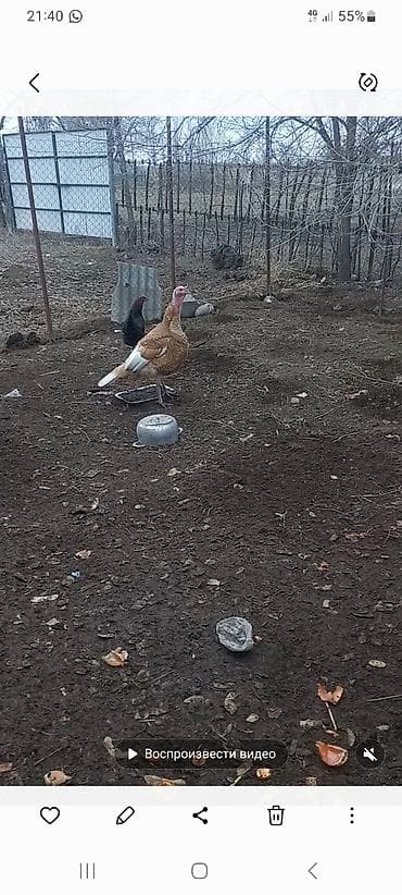 дамашный курица: Продаю | Индюк (самец) | Для разведения | Племенные — 1