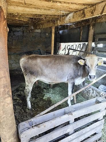 продам козу дойную: Продаю | Корова (самка) | Для разведения — 2